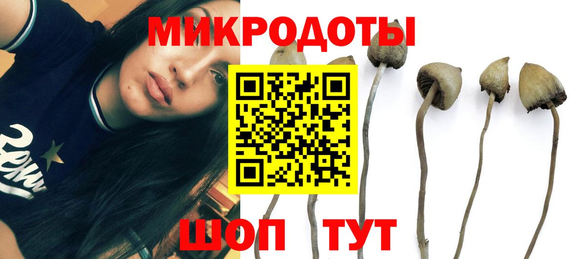 Богданович  Псилоцибиновые грибы Psilocybine cubensis  Вход с VPN 